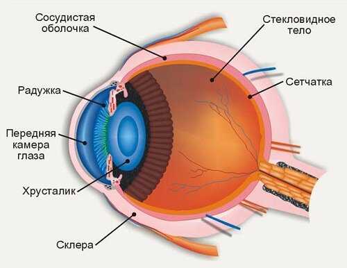 строение глаз