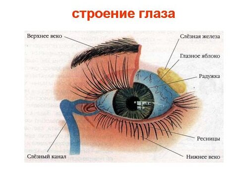 Строение глаза